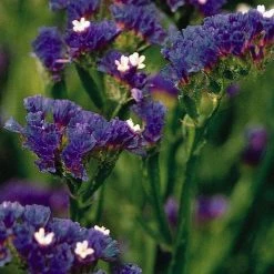 CGASPL Statice QIS Dark Blue Flower Seeds Imported Flower Seeds