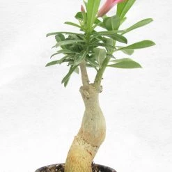CGASPL Plants Adenium Single Layer Dark Pink Flower Plant