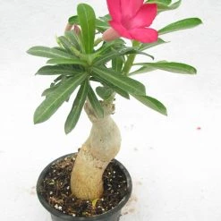 CGASPL Plants Adenium Single Layer Dark Pink Flower Plant