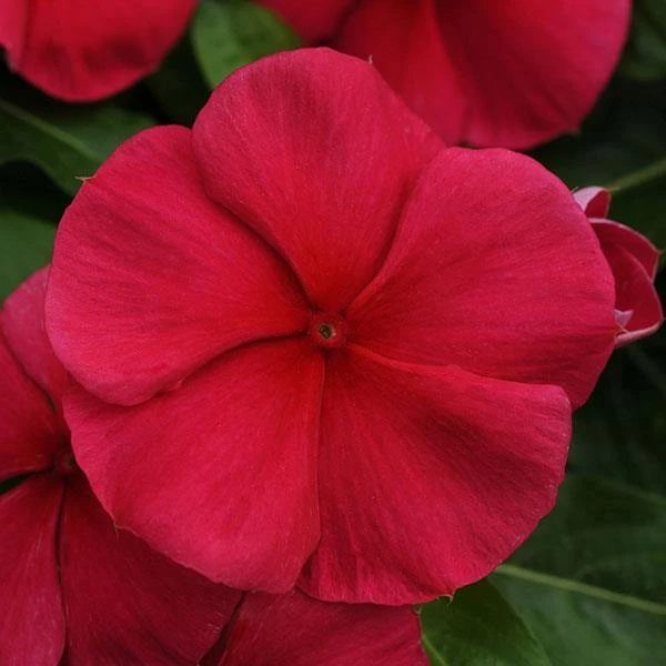 CGASPL Vinca Mediterranean Dark Red Flower Seeds 3 CGASPL Vinca Mediterranean Dark Red Flower Seeds