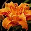 CGASPL Day Lily Orange Double Flower Bulbs (Pack Of 6) Winter Flower Bulbs