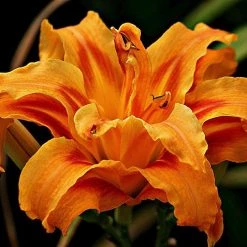 CGASPL Day Lily Orange Double Flower Bulbs (Pack Of 6) Winter Flower Bulbs