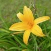 CGASPL Day Lily Yellow Flower Bulbs (Pack Of 6) Winter Flower Bulbs