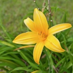 CGASPL Day Lily Yellow Flower Bulbs (Pack Of 6) Winter Flower Bulbs
