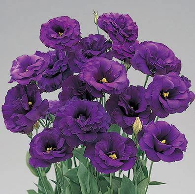 CGASPL Lisianthus (Eustoma) Super Magic Deep Blue Flower Seeds 3 CGASPL Lisianthus (Eustoma) Super Magic Deep Blue Flower Seeds
