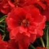 CGASPL Portulaca Happy Hour Deep Red Flower Seeds