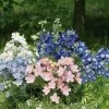 CGASPL Delphinium Summer Colors Mix Seeds Imported Flower Seeds