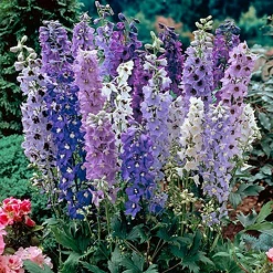 CGASPL Delphinium Magic Fountains Mix Flower Seeds Imported Flower Seeds
