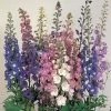 CGASPL Delphinium Benery's Pacific Mix Flower Seeds Imported Flower Seeds