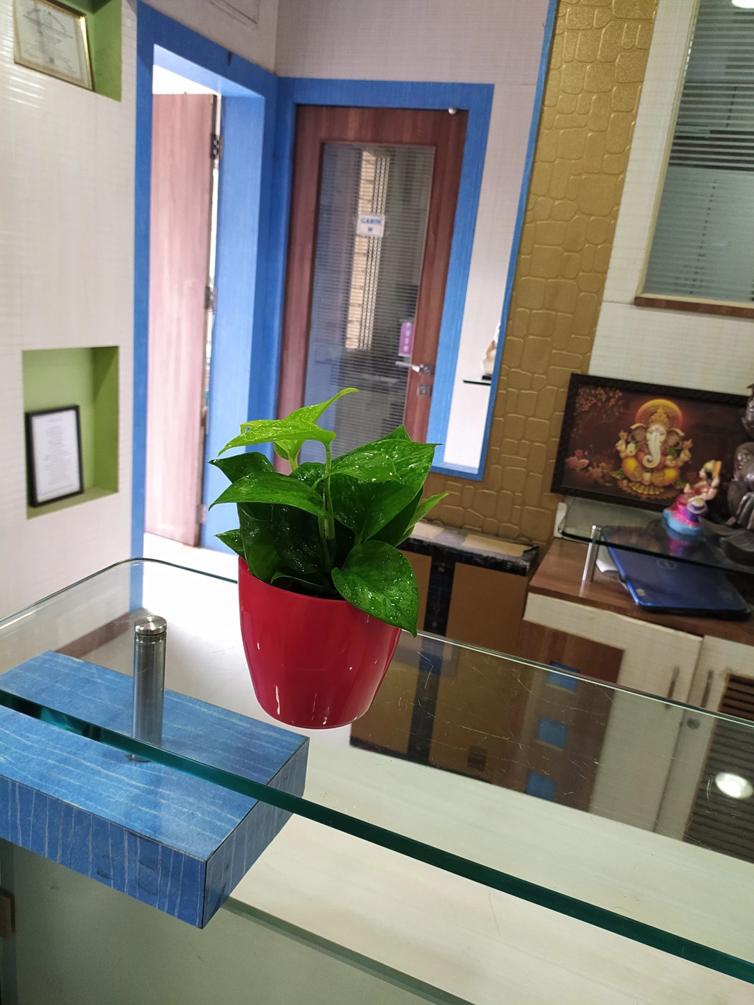 CGASPL Air Purifying Money Plant Green For Home And Indoors (Pot Included) With 5 Gram Fertilizer Plants 7 CGASPL Air Purifying Money Plant Green For Home And Indoors (Pot Included) With 5 Gram Fertilizer Plants