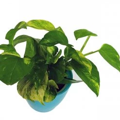 CGASPL Plants Air Purifier Varigated Money Plant (Pot Included) With 5 Gram Fertilizer Free - Easy To Grow Real Indoor Plant For Home, Living Room, Kitchen, Office, Table 13 CGASPL Plants Air Purifier Varigated Money Plant (Pot Included) With 5 Gram Fertilizer Free - Easy To Grow Real Indoor Plant For Home, Living Room, Kitchen, Office, Table