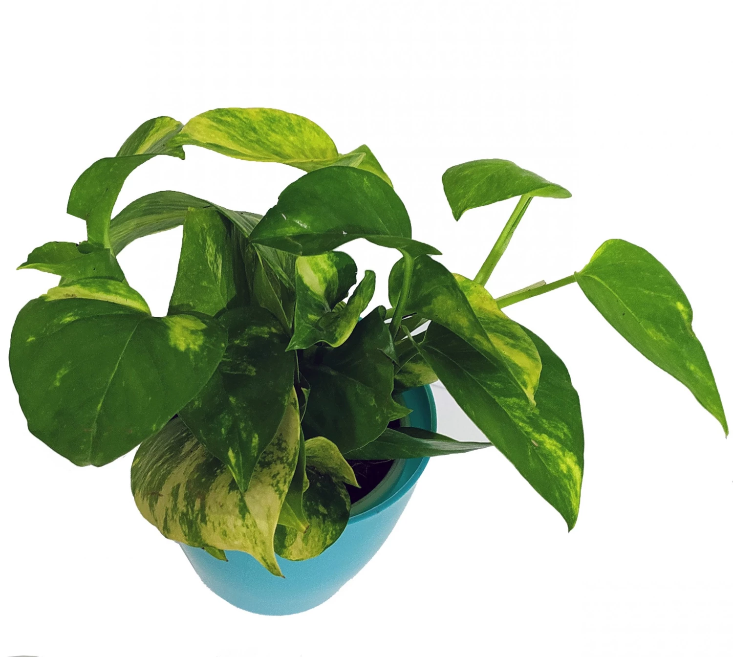CGASPL Plants Air Purifier Varigated Money Plant (Pot Included) With 5 Gram Fertilizer Free - Easy To Grow Real Indoor Plant For Home, Living Room, Kitchen, Office, Table 6 CGASPL Plants Air Purifier Varigated Money Plant (Pot Included) With 5 Gram Fertilizer Free - Easy To Grow Real Indoor Plant For Home, Living Room, Kitchen, Office, Table