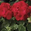 Goldsmith Imported Flower Seeds Geranium Maverick Scarlet Flower Seeds