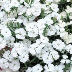 CGASPL Imported Flower Seeds Dianthus Telstar White Flower Seeds