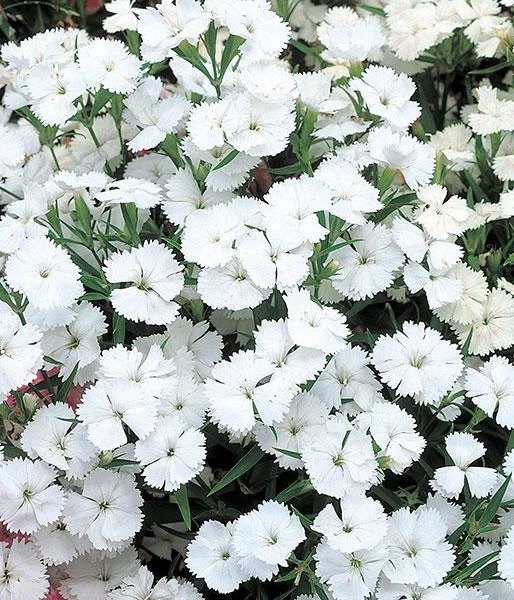 CGASPL Imported Flower Seeds Dianthus Telstar White Flower Seeds 3 CGASPL Imported Flower Seeds Dianthus Telstar White Flower Seeds