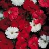 Pan American Seeds Imported Flower Seeds Dianthus Magic Charms Scarlet Flower Seeds