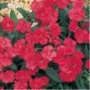 Takii Seeds Dianthus Telstar Coral Flower Seeds