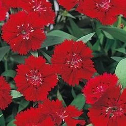 CGASPL Dianthus Telstar Crimson Flower Seeds Imported Flower Seeds