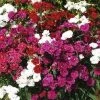 Pan American Seeds Imported Flower Seeds Dianthus Dynasty Mix Flower Seeds