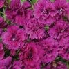 CGASPL Imported Flower Seeds Dianthus Dynasty Orchid Flower Seeds