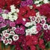 Pan American Seeds Imported Flower Seeds Dianthus Ideal Select Mix Flower Seeds