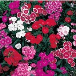 CGASPL Dianthus Telstar Mix Flower Seeds