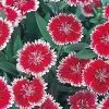 CGASPL Imported Flower Seeds Dianthus Telstar Picotee Flower Seeds