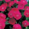 CGASPL Dianthus Telstar Purple Flower Seeds Imported Flower Seeds