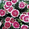 CGASPL Imported Flower Seeds Dianthus Telstar Purple Picotee Flower Seeds