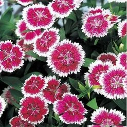 CGASPL Imported Flower Seeds Dianthus Telstar Purple Picotee Flower Seeds