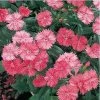 CGASPL Dianthus Telstar Salmon Flower Seeds