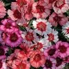 CGASPL Dianthus Super Parfait Mix Flower Seeds