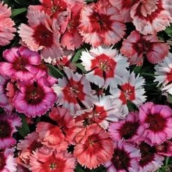 CGASPL Dianthus Super Parfait Mix Flower Seeds