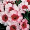 CGASPL Dianthus Super Parfait Strawberry Flower Seeds 2 CGASPL Dianthus Super Parfait Strawberry Flower Seeds