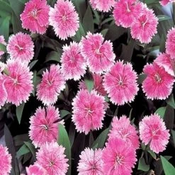 CGASPL Dianthus Telstar Pink Flower Seeds Imported Flower Seeds