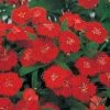 CGASPL Dianthus Telstar Scarlet Flower Seeds 2 CGASPL Dianthus Telstar Scarlet Flower Seeds