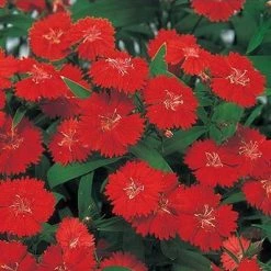 CGASPL Dianthus Telstar Scarlet Flower Seeds