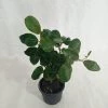 CGASPL Dipladenia Plant (Any Color)