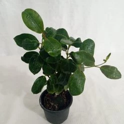 CGASPL Dipladenia Plant (Any Color)
