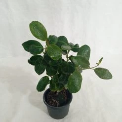 CGASPL Dipladenia Plant (Any Color)