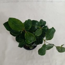 CGASPL Dipladenia Plant (Any Color)