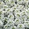 CGASPL Alyssum Clear Crystals White Flower Seeds Imported Flower Seeds