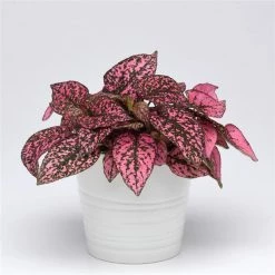 CGASPL Hypoestes Splash Rose Seeds