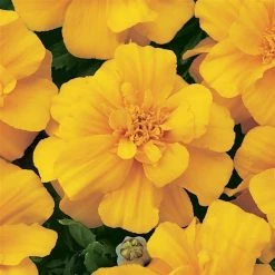 CGASPL Marigold French Durango Gold Flower Seeds Imported Flower Seeds