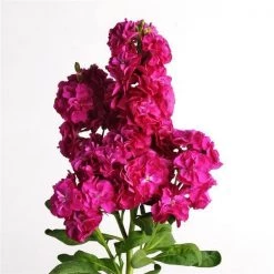 CGASPL Stock Hot Cake Rose Hot Flower Seeds Imported Flower Seeds