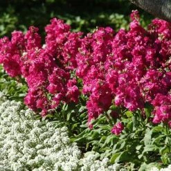 CGASPL Stock Hot Cake Rose Hot Flower Seeds Imported Flower Seeds