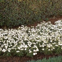 CGASPL Imported Flower Seeds Dianthus Dynasty White Blush Flower Seeds