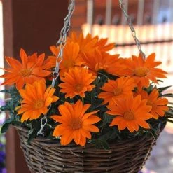 CGASPL Imported Flower Seeds Gazania New Day Orange Clear Flower Seeds