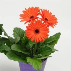 CGASPL Gerbera Mega Revolution Orange Dark Eye Flower Seeds Imported Flower Seeds