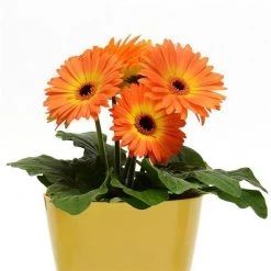 CGASPL Gerbera Revolution Bicolor Yellow Orange Flower Seeds Imported Flower Seeds